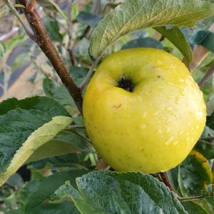 Gelber Edelapfel