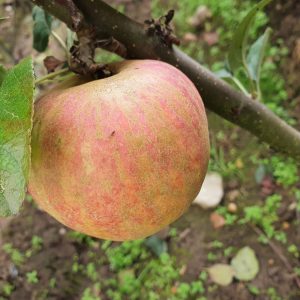 Hauxapfel