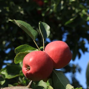 Pfirsich Roter Sommerapfel