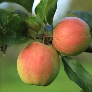 Himbeerapfel